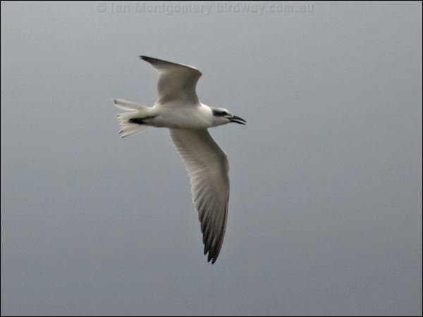 Gull-billed Tern gull_billed_tern_120051.psd