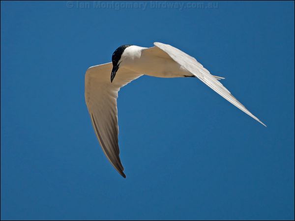 Gull-billed Tern gull_billed_tern_130238.psd