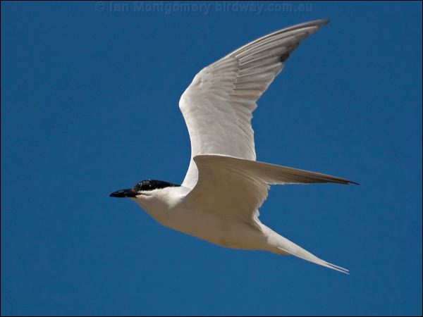 Gull-billed Tern gull_billed_tern_130240.psd