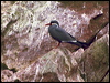 Click here to enter Inca Tern photo gallery