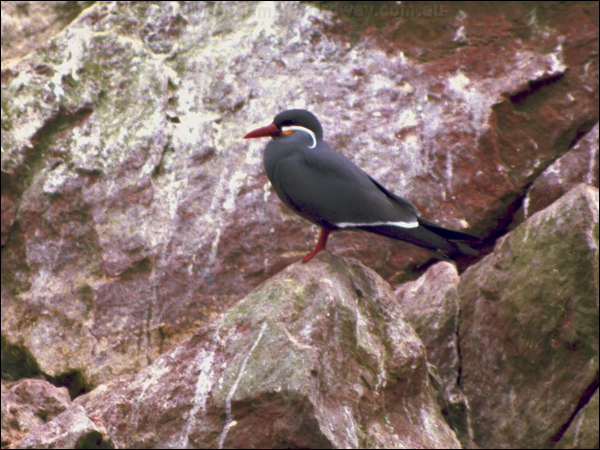 Inca Tern inca_tern_2.jpg