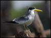 large_billed_tern_203045