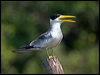 large_billed_tern_203048