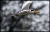 large_billed_tern_22786
