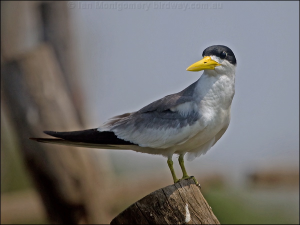 Large-billed Tern large_billed_tern_203044.psd
