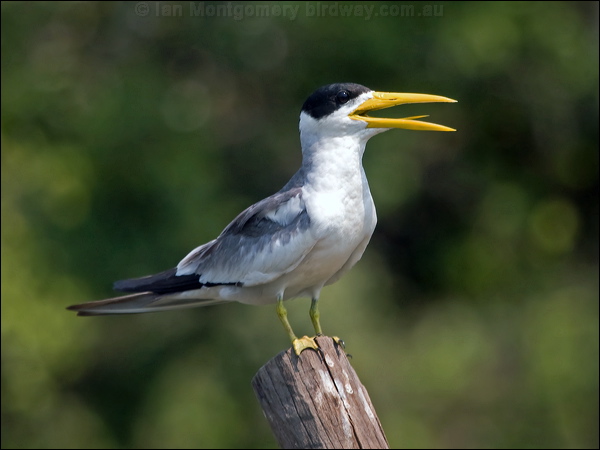 Large-billed Tern large_billed_tern_203048.psd