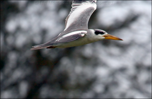 Large-billed Tern large_billed_tern_22786.psd