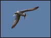 least_tern_79758
