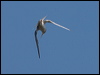 least_tern_79762