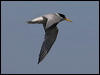 least_tern_79765