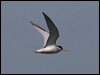least_tern_79766