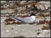 least_tern_79779