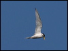 least_tern_79878