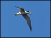 least_tern_79899