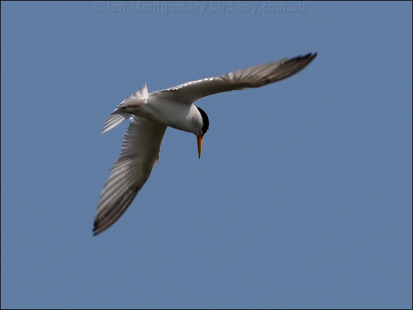 Least Tern least_tern_79758.psd