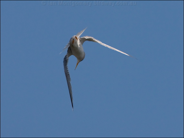 Least Tern least_tern_79762.psd