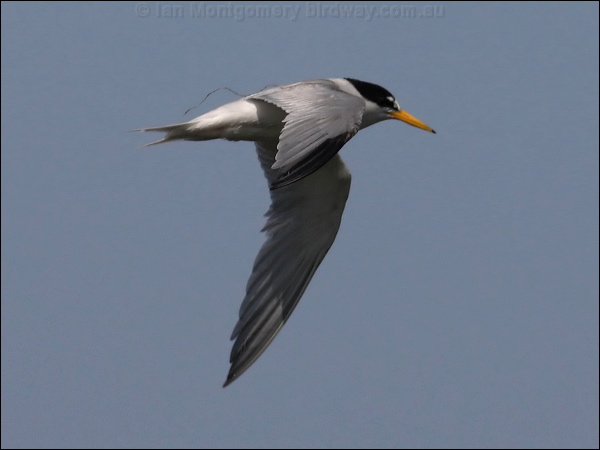 Least Tern least_tern_79765.psd