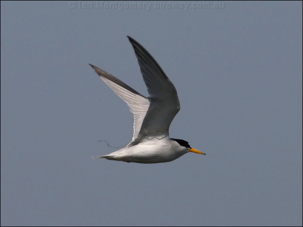 Least Tern least_tern_79766.psd