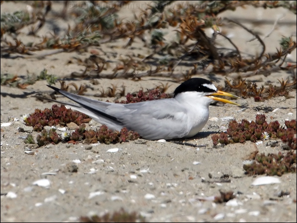 Least Tern least_tern_79779.psd