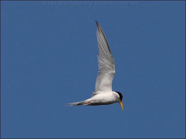 Least Tern least_tern_79878.psd