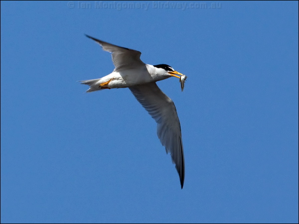 Least Tern least_tern_79899.psd