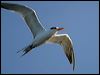 lesser_crested_tern_01397
