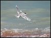 lesser_crested_tern_09302