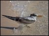 lesser_crested_tern_153738