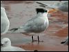 lesser_crested_tern_40025