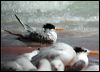 lesser_crested_tern_40119