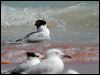 lesser_crested_tern_40136