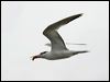 lesser_crested_tern_63769
