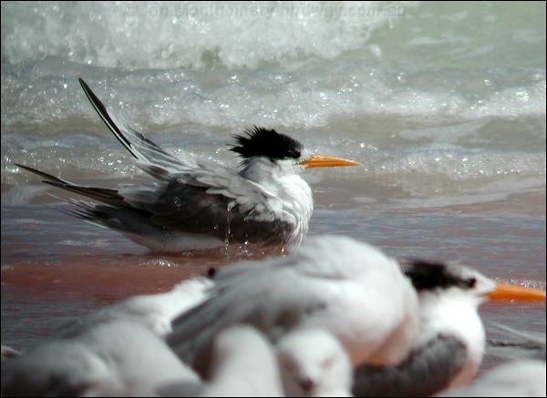 Lesser Crested Tern lesser_crested_tern_40119.psd
