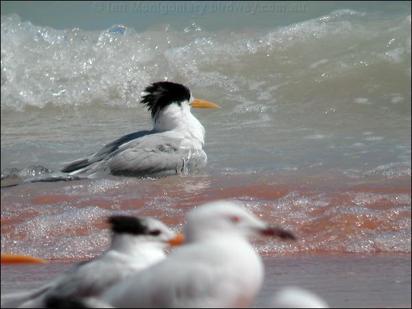 Lesser Crested Tern lesser_crested_tern_40136.psd