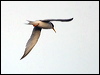 little_tern_169606