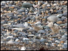 little_tern_169611