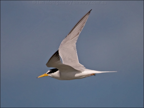 Little Tern little_tern_113229.psd