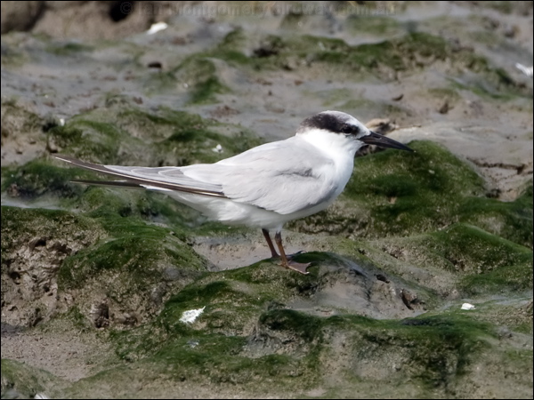 Little Tern little_tern_113807.psd