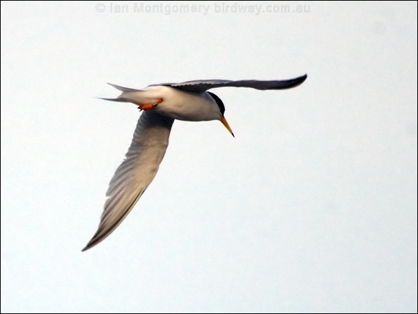Little Tern little_tern_169606.psd