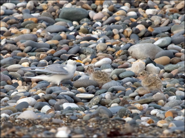 Little Tern little_tern_169611.psd