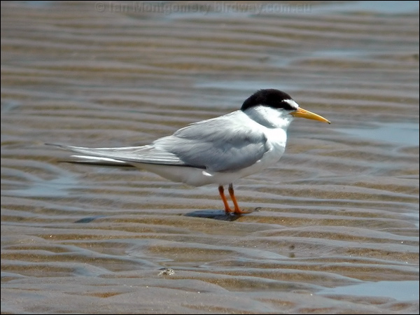 Little Tern little_tern_40636.psd