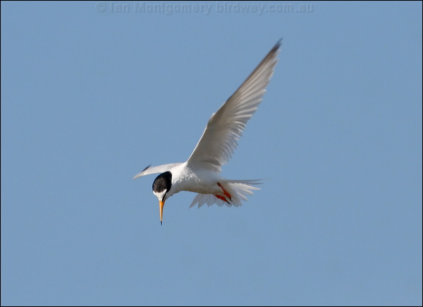 Little Tern little_tern_53644.psd