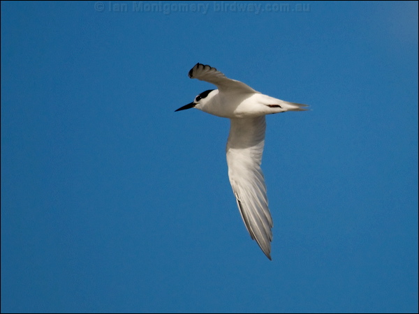 Little Tern little_tern_98217.psd