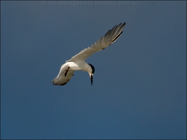 Little Tern little_tern_98219.psd