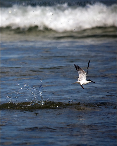 Little Tern little_tern_98220.psd