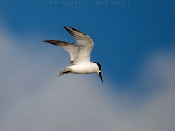 Little Tern little_tern_98223.psd