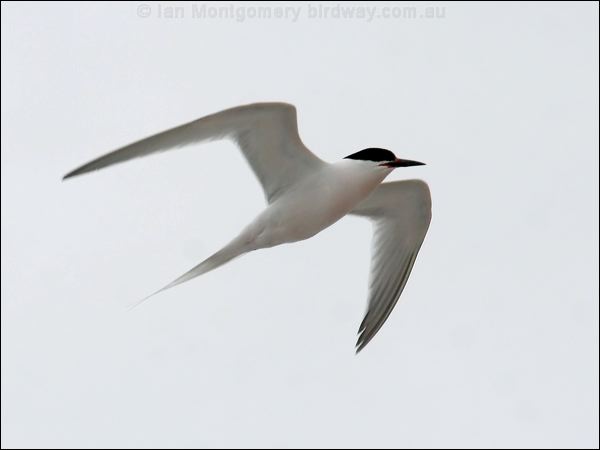 Roseate Tern roseate_tern_54724.psd