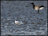 sandwich_tern_140485