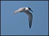 sandwich_tern_144956