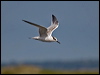 sandwich_tern_201808
